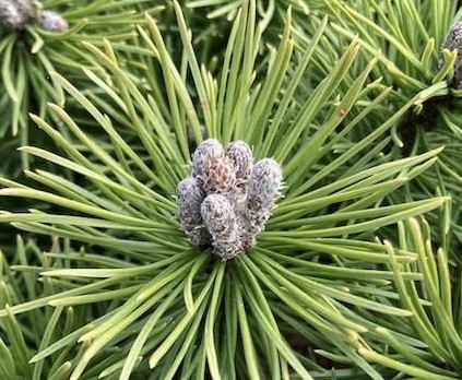 PINUS MUGO.jpg