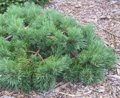 Pinus sylvestris Albyns - Borovice lesní Albyns (2).jpg