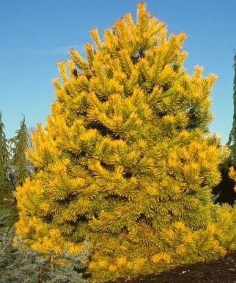 Pinus sylvestris Aurea6.jpg