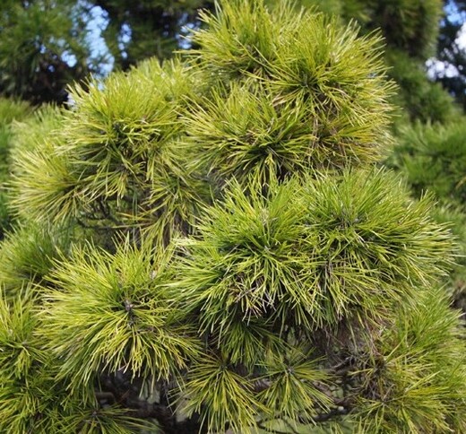 Pinus sylvestris Moseri - Borovice lesní (3).jpg