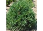 Pinus sylvestris Viridis Compacta - Borovice lesní