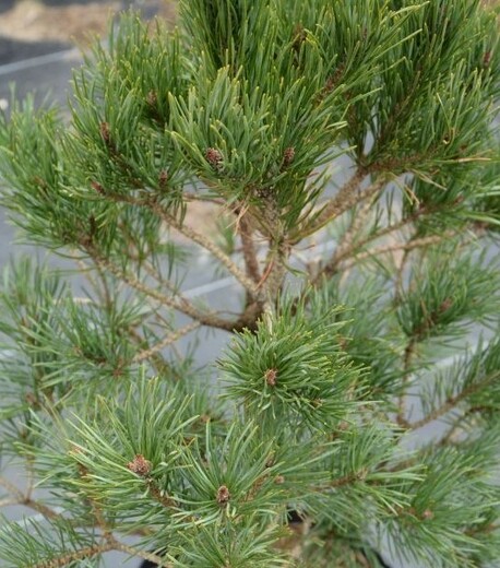 Pinus sylvestris Wateriri - Borovice lesní (2).jpg