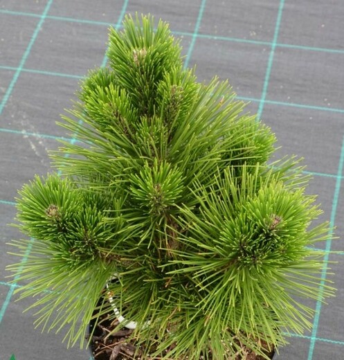 Pinus thunbergii Kotobuki - Borovice Thunbergova (2).jpg