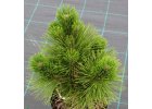 Pinus thunbergii Kotobuki - Borovice Thunbergova