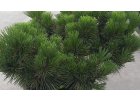 Pinus thunbergii Majima - Borovice Thunbergova Majima