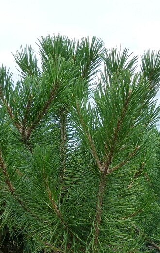 Pinus uncinata - borovice pyrenejská (2).jpg