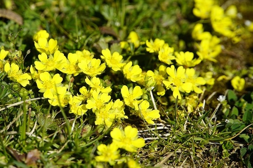 Potentilla fruticosa Annette - Mochna křovitá.jpg