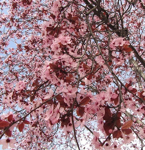 Prunus cerasifera Pissardii.jpg