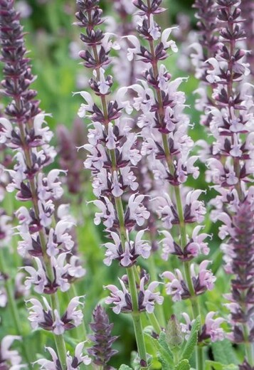 Salvia nemorosa (superba) 'Salute Light Pink' (2).jpg