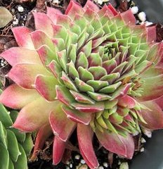 Sempervivum sorty - (2).jpg