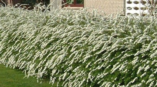 SPIRAEA CINEREA GREFSHEIM-1.jpg