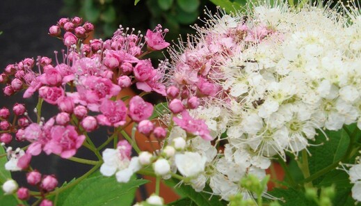 Tavolník japonský Shirobana - SPIRAEA JAPONICA SHIROBANA