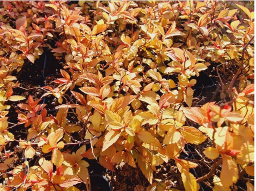 Tavolník japonský Goldflame - SPIRAEA JAPONICA GOLDFLAME