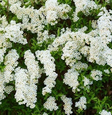 Tavolník popelavý Grefsheim - SPIRAEA CINEREA GREFSHEIM