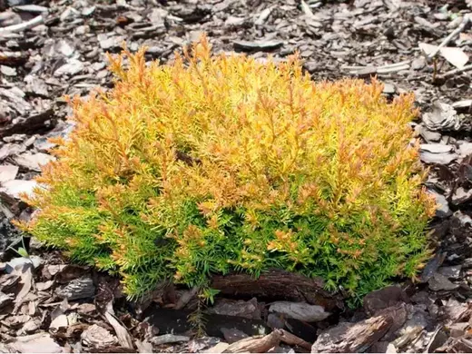 Thuja occidentalis 'Cloth of Gold'.webp