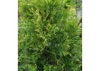 Thuja occidentalis Copper Gold - Zerav západní