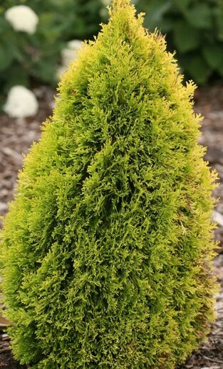 Thuja occidentalis 'Filips Magic.jpg