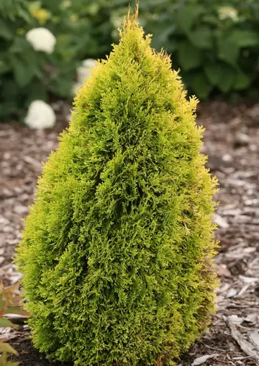 Thuja occidentalis 'Filips Magic.webp