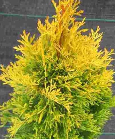 Thuja occidentalis GOLDEN SMARAGD - Zerav západní (2).jpg