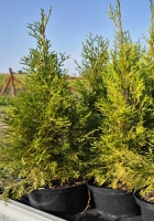 Thuja occidentalis 'Smaragd'