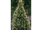 Thuja occidentalis Smaragd Varigata-Thuja západní Smaragd Varieg