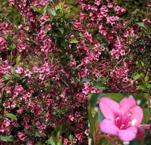 WEIGELA RUMBA2.jpg