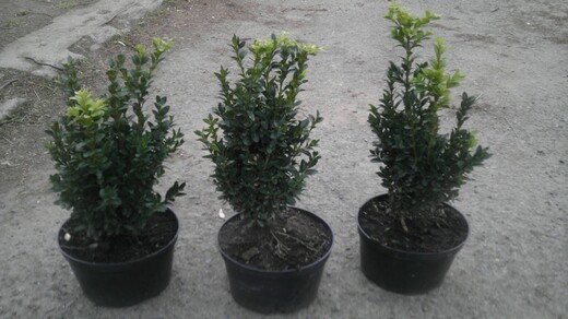 Zimostráz obecný - BUXUS SEMPERVIRENS.jpg