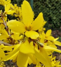 Forsythia intermedia Goldzauber -zlatý déšť