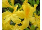 Pěnišník žlutý - Rhododendron luteum.jpg