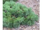 Pinus sylvestris Albyns - Borovice lesní.jpg