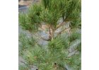 Pinus sylvestris Wateriri - Borovice lesní.jpg