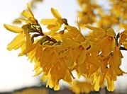 Forsythia intermedia Bronxensis - Zlatice.jpg