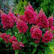 Hydrangea paniculata Wim s Red.jpg